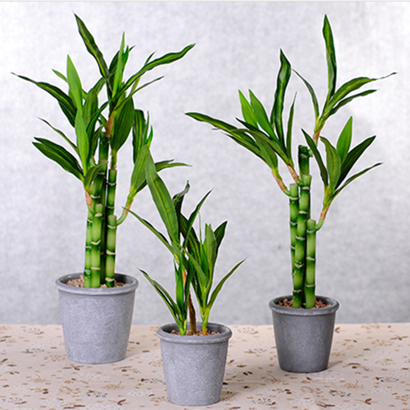 New 40cm Artificial Lucky Bamb - Succulent Set recension och pris