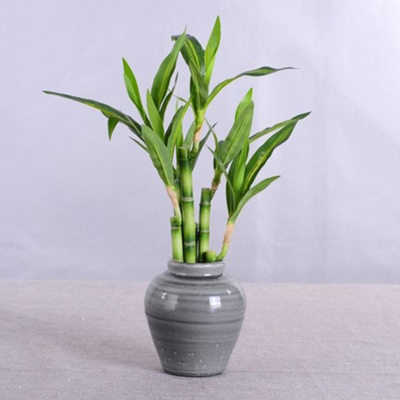 New 40cm Artificial Lucky Bamb - Succulent Set recension och pris