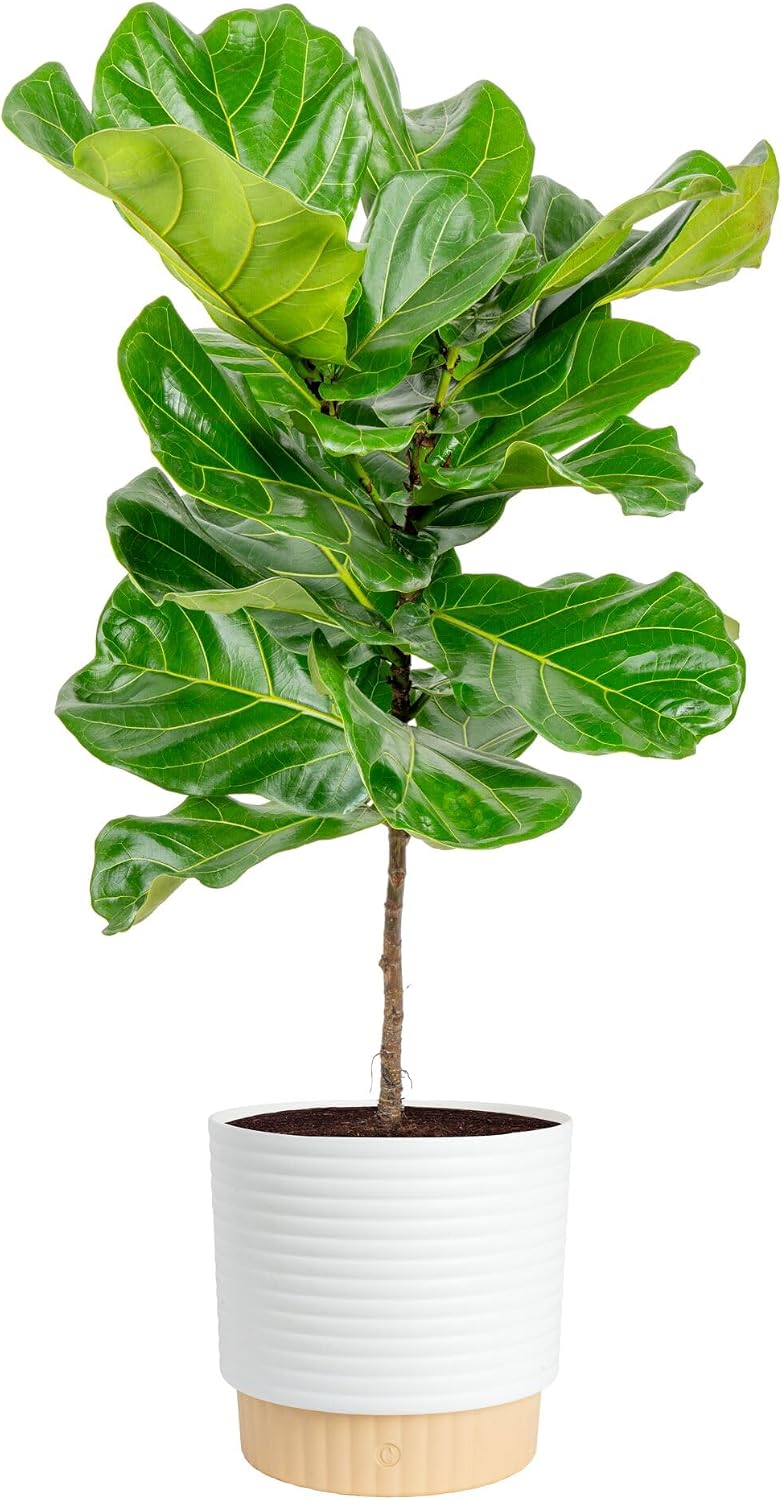 Fiddle Leaf Fig Tree, Live Hou - Fiddle Leaf Fig recension och pris