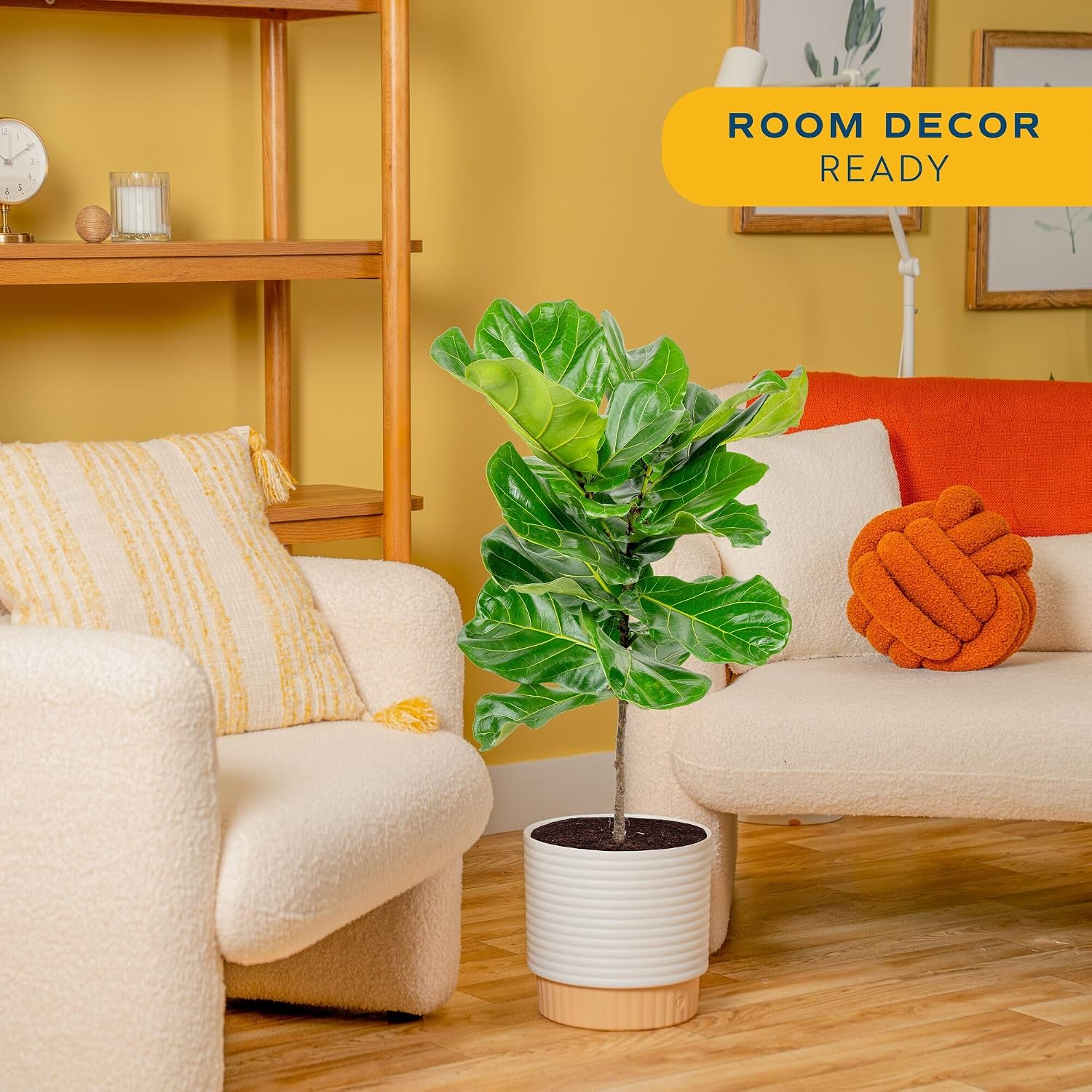 Fiddle Leaf Fig Tree, Live Hou - Fiddle Leaf Fig recension och pris